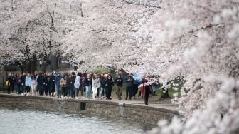 Orang-orang datang berkunjung untuk melihat bunga sakura bermekaran di Tidal Basin, Washington DC, Amerika Serikat, Kamis (24/3/2022). [SAUL LOEB / AFP]