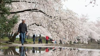 Indahnya Bunga Sakura Bermekaran di Tidal Basin Amerika Serikat