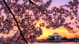 Gedung The Jefferson Memorial dibingkai oleh bunga sakura yang bermekaran saat matahari terbit di Tidal Basin, Washington DC, Amerika Serikat, Rabu (23/3/2022). [MANDEL NGAN / AFP]