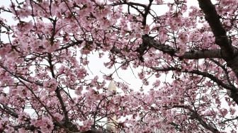 Bunga-bunga sakura saat bermekaran di Tidal Basin, Washington DC, Amerika Serikat, Rabu (23/3/2022). [MANDEL NGAN / AFP]