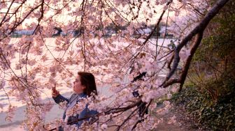 Seorang wanita mengabadikan momen dengan gawainya saat melihat bunga sakura bermekaran di Tidal Basin, Washington DC, Amerika Serikat, Rabu (23/3/2022). [MANDEL NGAN / AFP]