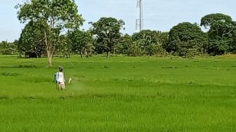 Songsong IKN Nusantara, Kementan Kembangkan Food Estate di Benuo Taka