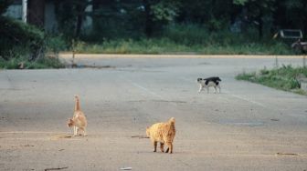 Memahami Kesedihan Para Kucing Lewat Film Dokumenter 'Cat's Apartment'