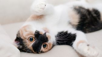 6 Tips Memelihara Kucing di Kos, Anak Rantau Harus Tahu!
