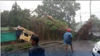 Pohon Beringin Tinggi 30 Meter Timpa Kios di Malang, 16 Orang Berhasil Menyelamatkan Diri