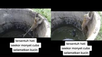 Menyentuh Hati, Viral Monyet Coba Tolong Kucing Terjebak di Dalam Sumur