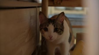 Film Dokumenter 'Dreaming Cat': Sebuah Mimpi Sederhana dari Sekelompok Kucing Liar