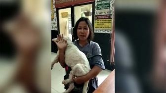 Cerita Polisi Selamatkan Anjing Kesayangan Warga Medan, Nyaris Dipotong