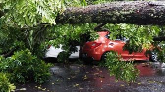 Jakarta Diguyur Hujan dan Angin Kencang, Kios dan Tiang Listrik Hancur Ditimpa Pohon Tumbang