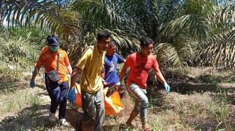 Sempat Hilang Beberapa Hari, Herianto Ditemukan Meninggal di Tengah Kebun Karet, Polisi Masih Selidiki Penyebab Kematian