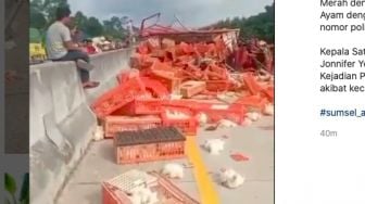 Truk Pengangkut Ayam Potong Terguling di Jalan Tol Trans Sumatera, Ayam Berhamburan di Jalan Tol