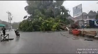 Video Pohon Besar Tumbang di Alun-Alun Utara Jogja, Gara-Gara Hujan Angin Sore Hari