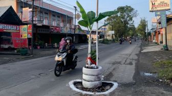 Sindir Pemerintah, Jalan Berlubang di Sukoharjo Ditanami Pohon Pisang Oleh Warga