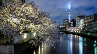 Pemandangan panorama bunga sakura yang bermekaran dengan latar belakang Tokto Skytree di Tokyo, Jepang, Rabu (30/3/2022). [Philip FONG / AFP]