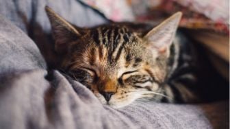 Beredar Cerita Viral Tukang Tambal Ban Sodomi Kucing sampai Mati, Publik Geram: Jahanam