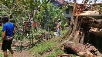 Viral di Toraja, Pohon Keramat Yang Tumbang Baru Bisa Dievakuasi Setelah Ritual Aluk Todolo