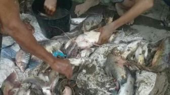 Fenomena Langka! Ribuan Ikan Terdampar di Pinggiran Sungai Serayu Banyumas, Ada Apa?