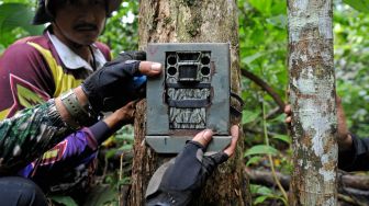 Tim monitoring Gajah Sumatra (Elephas maximus sumatranus) PT Restorasi Ekosistem Indonesia (REKI) memasang kamera jebak di koridor gajah kawasan konsesi PT REKI, Hutan Harapan, Jambi, Kamis (31/3/2022). [ANTARA FOTO/Wahdi Septiawan/foc]