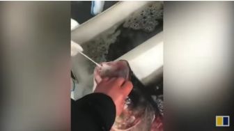 Viral, Nakes Lakukan Tes Covid-19 Pada Ikan Hidup, Netizen: Jika Positif Akan Dikarantina?