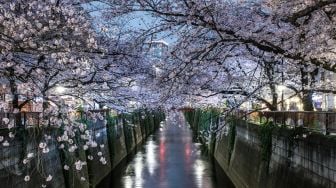 Pemandangan panorama bunga sakura yang bermekaran di bantaran Sungai Moguro di Tokyo, Jepang, Rabu (30/3/2022). [Philip FONG / AFP] 
