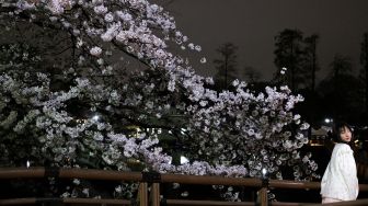 Seorang wanita melihat bunga sakura yang bermekaran di Taman Inokashira, Tokyo, Jepang, Rabu (30/3/2022). [Philip FONG / AFP]
