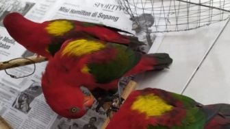 Petugas Karantina Ternate Sita Burung Nuri Kasturi Dari KM Permata Obi Tujuan Manado