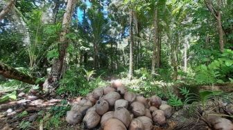Tidak Berpenghuni, Pulau di Teluk Cenderawasih Nabire Papua Ini Dipenuhi Pohon Kelapa Penghasil Minyak