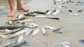 Ribuan Ikan Mendadak Mati Di Sungai Cileungsi, Polisi Turun Tangan