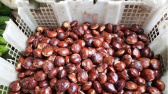 Kebanyakan Makan Jengkol Bisa Merusak Ginjal