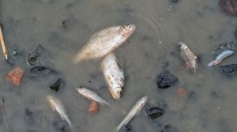 402 Ton Ikan Mati di Danau Maninjau, Kerugian Rp 8,44 Miliar