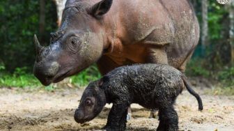 Bayi Badak Sumatera Langka Lahir di Suaka Margasatwa Indonesia