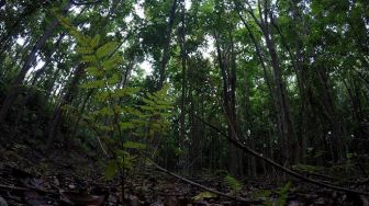 Pemulihan Hutan Besar-Besaran di Asia Masih Kekurangan Bibit Tanaman Asli