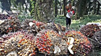 Waduh! Petani Sawit Ramai-ramai Putuskan Hubungan dengan 'Anak' Sinar Mas