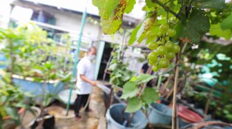 Pengurus merawat tanaman anggur di rooftop Masjid Hubbul Wathon, Cempaka Putih, Jakarta Pusat, Selasa (5/4/2022). [Suara.com/Alfian Winanto]