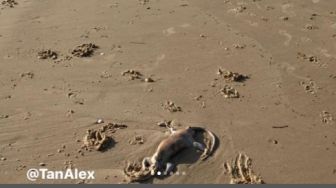 Mirip Alien, Makhluk Misterius Baru Diidentifikasi Terdampar di Pantai Australia
