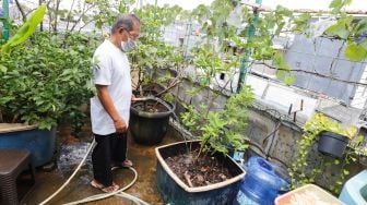 Pengurus merawat tanaman anggur di rooftop Masjid Hubbul Wathon, Cempaka Putih, Jakarta Pusat, Selasa (5/4/2022). [Suara.com/Alfian Winanto]