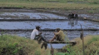 Petani di Kabupaten Merauke Alami Gagal Panen, Satu Hektare Hanya Bisa Hasilkan 30 Karung Gabah