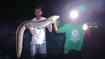 Geger! Warga Banjarnegara Temukan Ikan Pelus Raksasa Setinggi Manusia