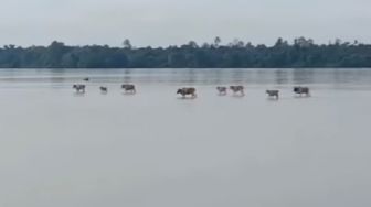 CEK FAKTA: Di Balik Keanehan Gerombolan Sapi Jalan di Tengah-tengah Sungai Kapuas