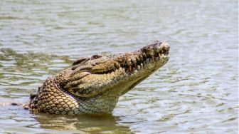 Detik-Detik Mencekam! Buaya Raksasa Sergap Warga di Kanal Tulang Bawang, 6 Saksi Terpaku