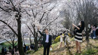 Seorang pria berswafoto di sebelah pohon sakura yang bermekaran di Seoul, Korea Selatan, Rabu (6/4/2022). [ANTHONY WALLACE / AFP]