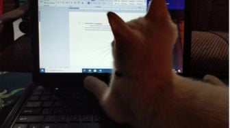 4 Alasan Kucing Suka Rebahan di Atas Keyboard Laptop