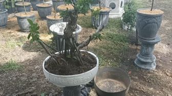 Asal Usul Bonsai Berisi Granat Dan Peluru di Jembrana Terungkap, Milik Purnawirawan TNI