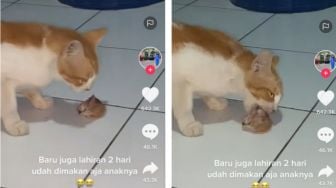 Viral Kucing Makan Anaknya 2 Hari Setelah Lahiran, Alasannya Jadi Perbincangan Publik