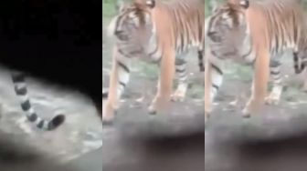 Heboh Harimau di Perbatasan Bengkalis-Siak, Solusi BBKSDA Riau Ditunggu Warga
