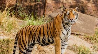 Harimau Sumatera Pemangsa Sapi di Mukomuko Masih Berkeliaran