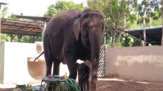 Bayi Gajah Sumatera Lahir di Gianyar Dan Diberi Nama Lanang