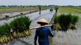 Petani mempersiapkan bibit padi di Sidomulyo, Sawahan, Kabupaten Madiun, Jawa Timur, Sabtu (16/4/2022).[ANTARA FOTO/Siswowidodo/rwa]