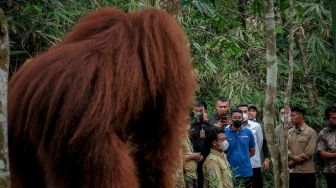 Cerita Menparekraf Sandiaga Uno 'Bercengkrama' dengan Orang Utan di Bukit Lawang Langkat Sumut