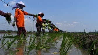 Petani menanam bibit padi di Sidomulyo, Sawahan, Kabupaten Madiun, Jawa Timur, Sabtu (16/4/2022). [ANTARA FOTO/Siswowidodo/rwa]